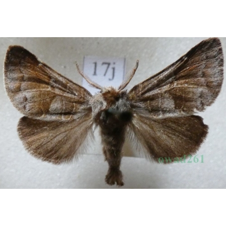 Clostera pigra (Hufnagel, 1766) male Wzjeżka spalica Slovakia17j